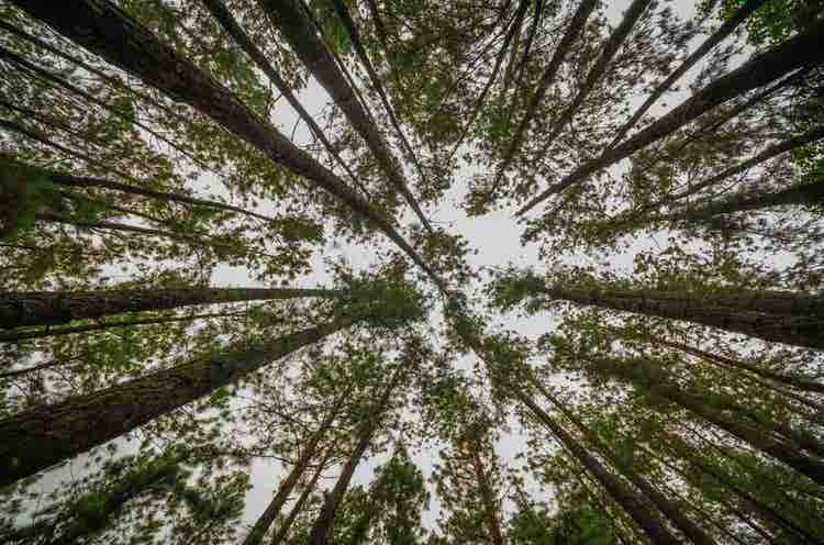 vagamon-pineforest