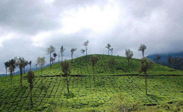 wayanad