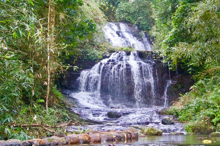 forest waterfalls and green landscapes