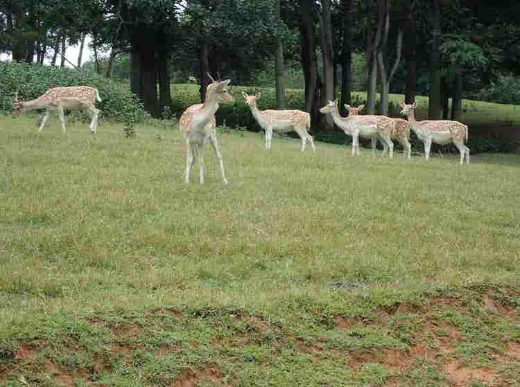 Zoological Gardens