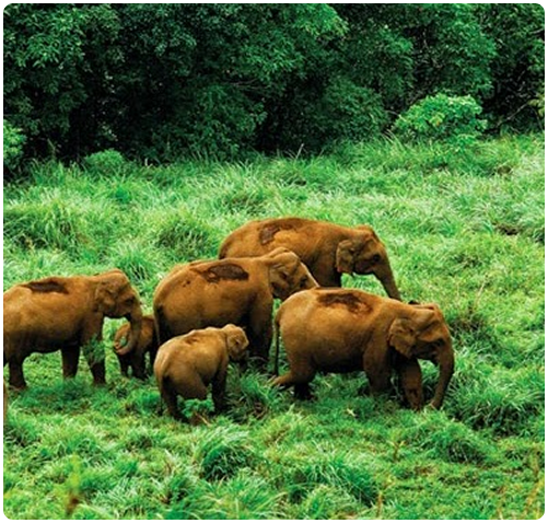 gavi-wild elephant