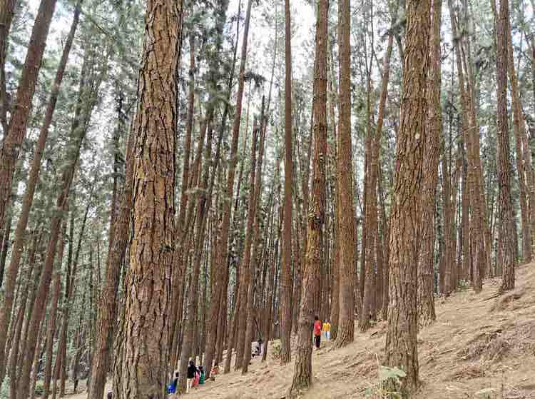 pineforest