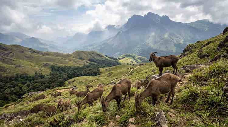 Eravikulam-national-park