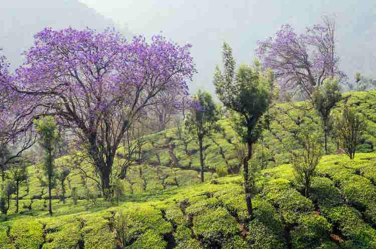 Munnar